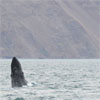 Humpback whale.
