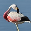 A flamingo
