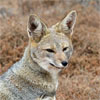 A fox