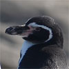 Humboldt Penguin