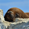 A seal